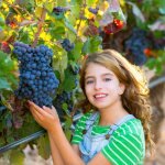 Сахаристость винограда по сортам: от чего это зависит